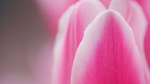 Preview wallpaper tulip, pink, macro, flower, petals
