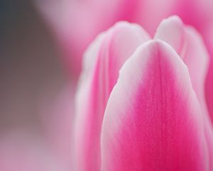 Preview wallpaper tulip, pink, macro, flower, petals