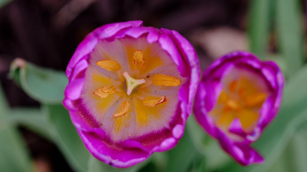 Wallpaper tulip, pollen, pink, flowers