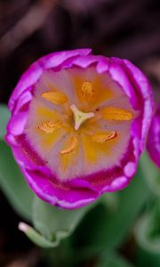 Preview wallpaper tulip, pollen, pink, flowers