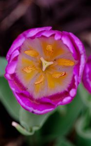 Preview wallpaper tulip, pollen, pink, flowers