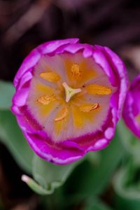 Preview wallpaper tulip, pollen, pink, flowers