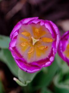 Preview wallpaper tulip, pollen, pink, flowers