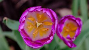 Preview wallpaper tulip, pollen, pink, flowers