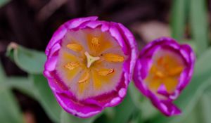 Preview wallpaper tulip, pollen, pink, flowers