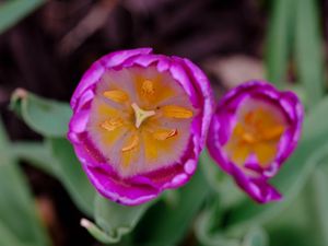 Preview wallpaper tulip, pollen, pink, flowers