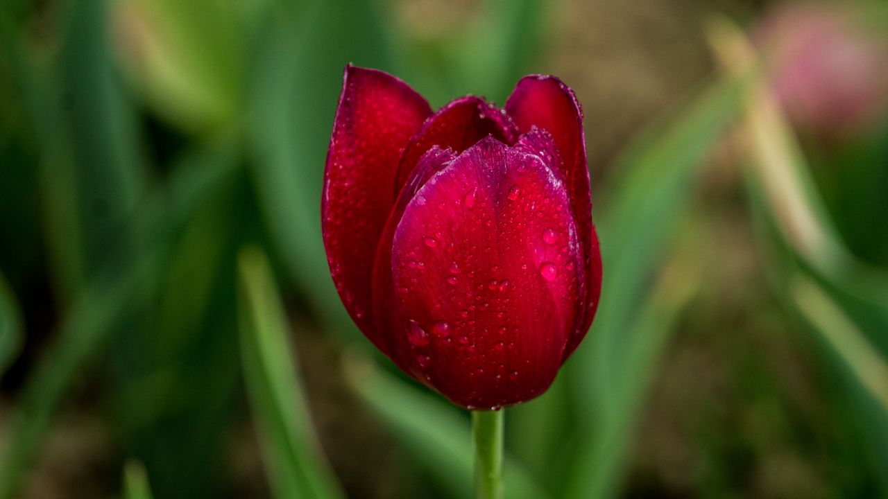 Wallpaper tulip, red, drops, bud