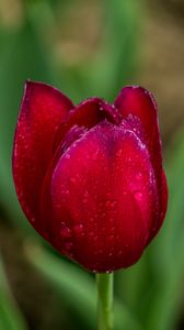 Preview wallpaper tulip, red, drops, bud