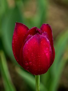 Preview wallpaper tulip, red, drops, bud