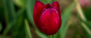 Preview wallpaper tulip, red, drops, bud