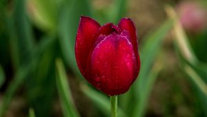 Preview wallpaper tulip, red, drops, bud