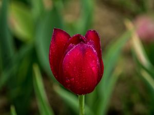 Preview wallpaper tulip, red, drops, bud