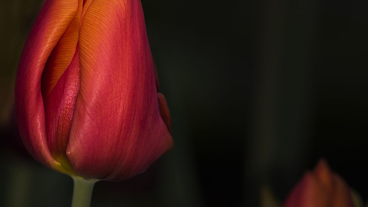 Wallpaper tulip, red, flower, bud, closeup