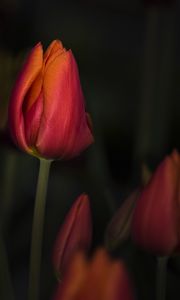 Preview wallpaper tulip, red, flower, bud, closeup
