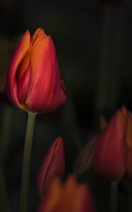 Preview wallpaper tulip, red, flower, bud, closeup