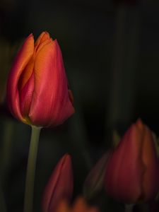 Preview wallpaper tulip, red, flower, bud, closeup