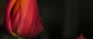 Preview wallpaper tulip, red, flower, bud, closeup
