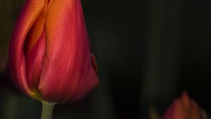 Preview wallpaper tulip, red, flower, bud, closeup