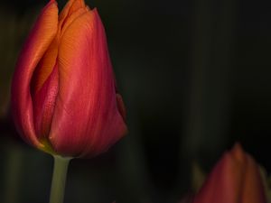 Preview wallpaper tulip, red, flower, bud, closeup