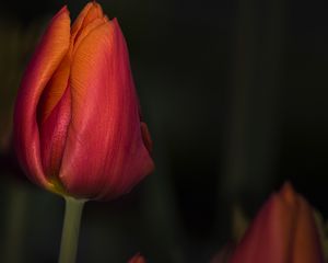 Preview wallpaper tulip, red, flower, bud, closeup