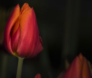 Preview wallpaper tulip, red, flower, bud, closeup