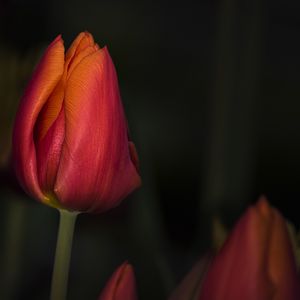 Preview wallpaper tulip, red, flower, bud, closeup