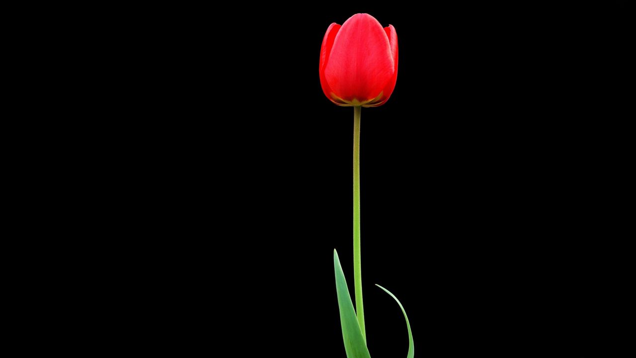 Wallpaper tulip, red, flower, one, black background