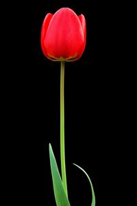 Preview wallpaper tulip, red, flower, one, black background