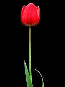 Preview wallpaper tulip, red, flower, one, black background