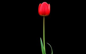 Preview wallpaper tulip, red, flower, one, black background