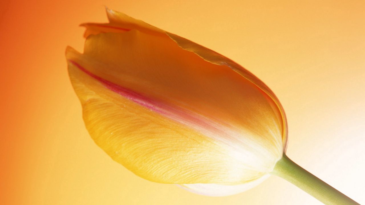 Wallpaper tulip, stem, bud, background