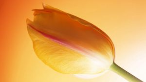 Preview wallpaper tulip, stem, bud, background