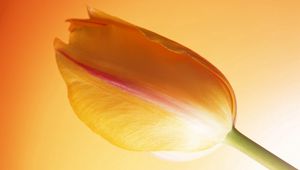 Preview wallpaper tulip, stem, bud, background