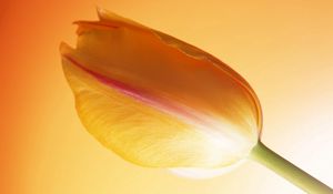 Preview wallpaper tulip, stem, bud, background