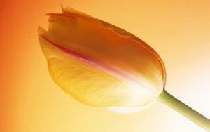 Preview wallpaper tulip, stem, bud, background