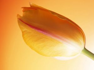 Preview wallpaper tulip, stem, bud, background