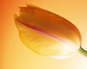 Preview wallpaper tulip, stem, bud, background