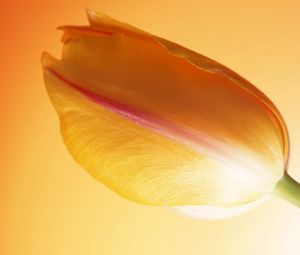 Preview wallpaper tulip, stem, bud, background