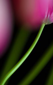 Preview wallpaper tulip, stem, flower, blur