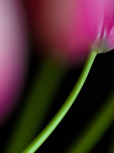 Preview wallpaper tulip, stem, flower, blur