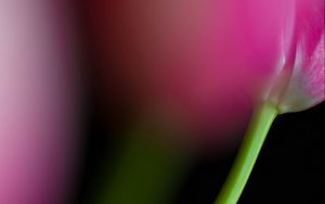 Preview wallpaper tulip, stem, flower, blur