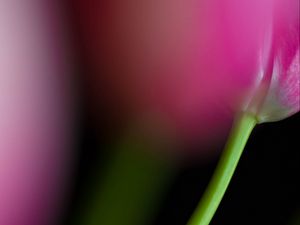 Preview wallpaper tulip, stem, flower, blur