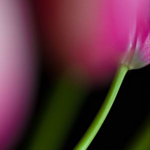 Preview wallpaper tulip, stem, flower, blur