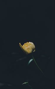 Preview wallpaper tulip, yellow, flower, dark, one