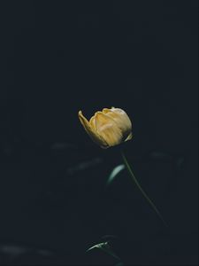 Preview wallpaper tulip, yellow, flower, dark, one