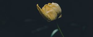 Preview wallpaper tulip, yellow, flower, dark, one