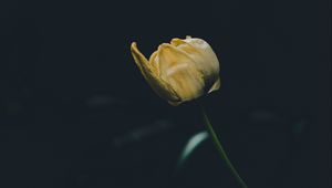 Preview wallpaper tulip, yellow, flower, dark, one