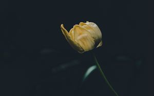 Preview wallpaper tulip, yellow, flower, dark, one