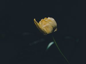 Preview wallpaper tulip, yellow, flower, dark, one