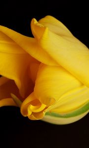 Preview wallpaper tulip, yellow, shadow, background